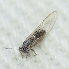 Bactericera cockerelli