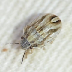 Homaemus parvulus
