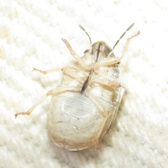 Homaemus parvulus