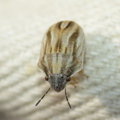 Homaemus parvulus