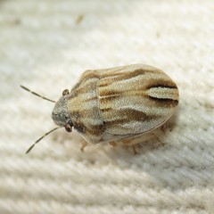 Homaemus parvulus
