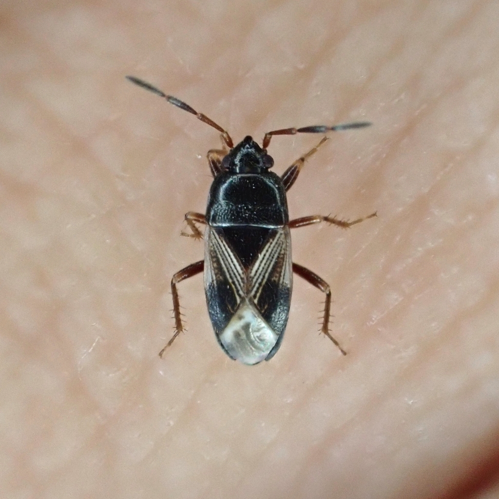 Cryphula brunnea