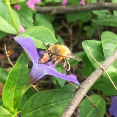 Anthophora plumipes