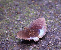 Lexias dirtea merguia