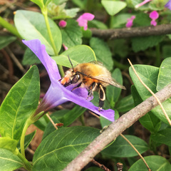 Anthophora plumipes