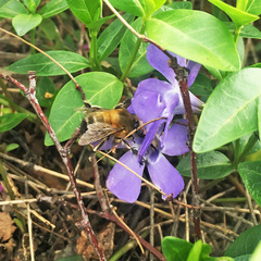 Anthophora plumipes