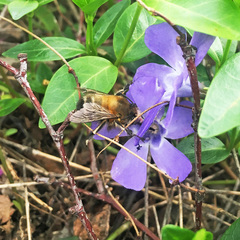 Anthophora plumipes