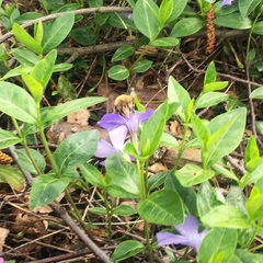 Anthophora plumipes