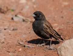 Black-Eared Sparrow-Lark photo 2