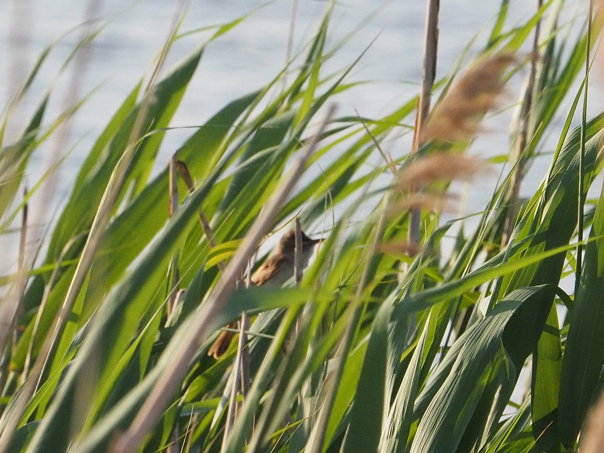 Great Reed Warbler