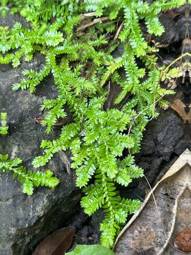 Selaginella boninensis iNat (2)