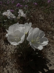 Oenothera deltoides