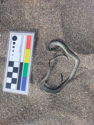 Scorpion Snake