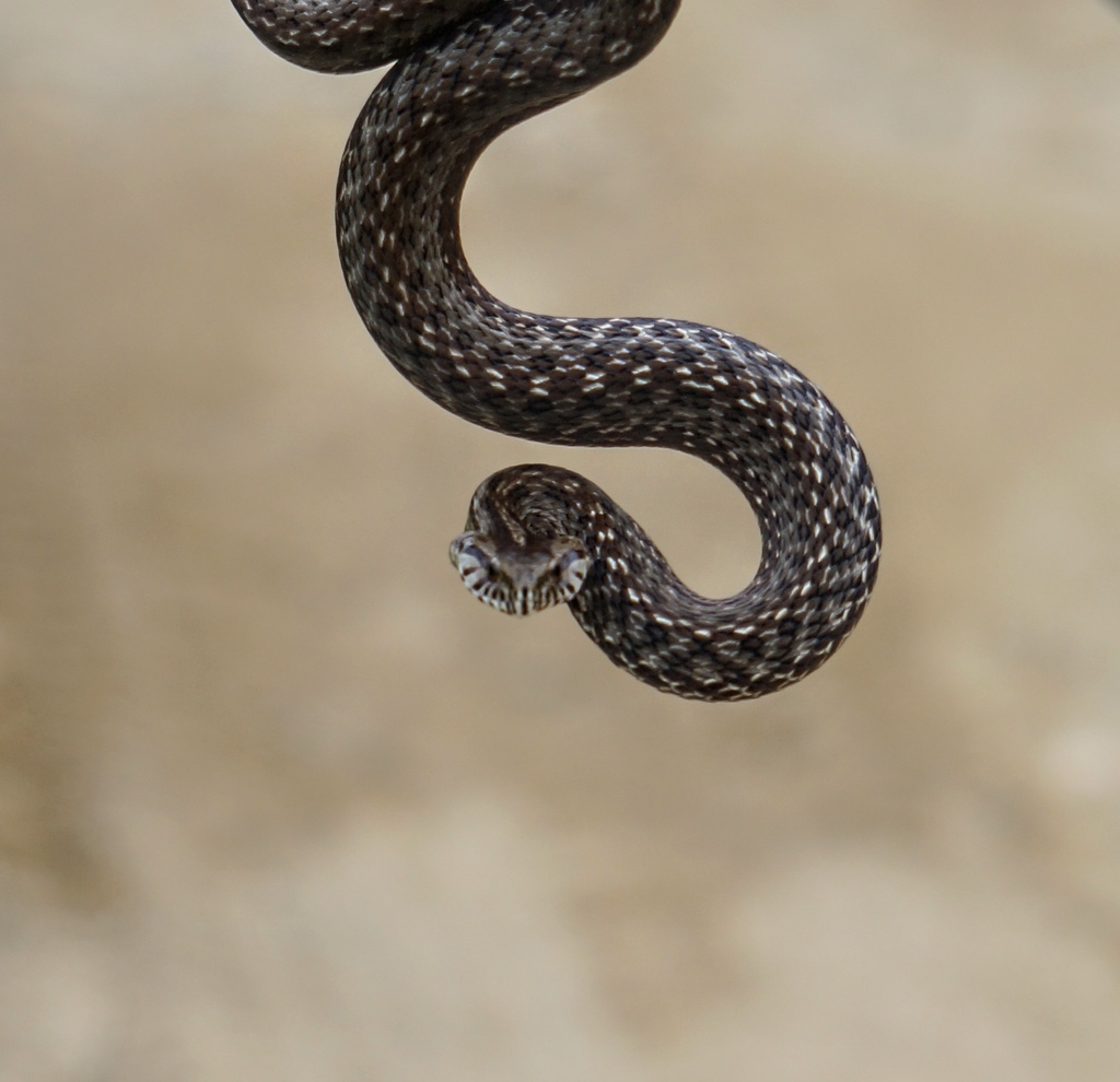 Coastal House Snake from QX7H+W2 Trilha do Rio Paraibuina Cunha, SP