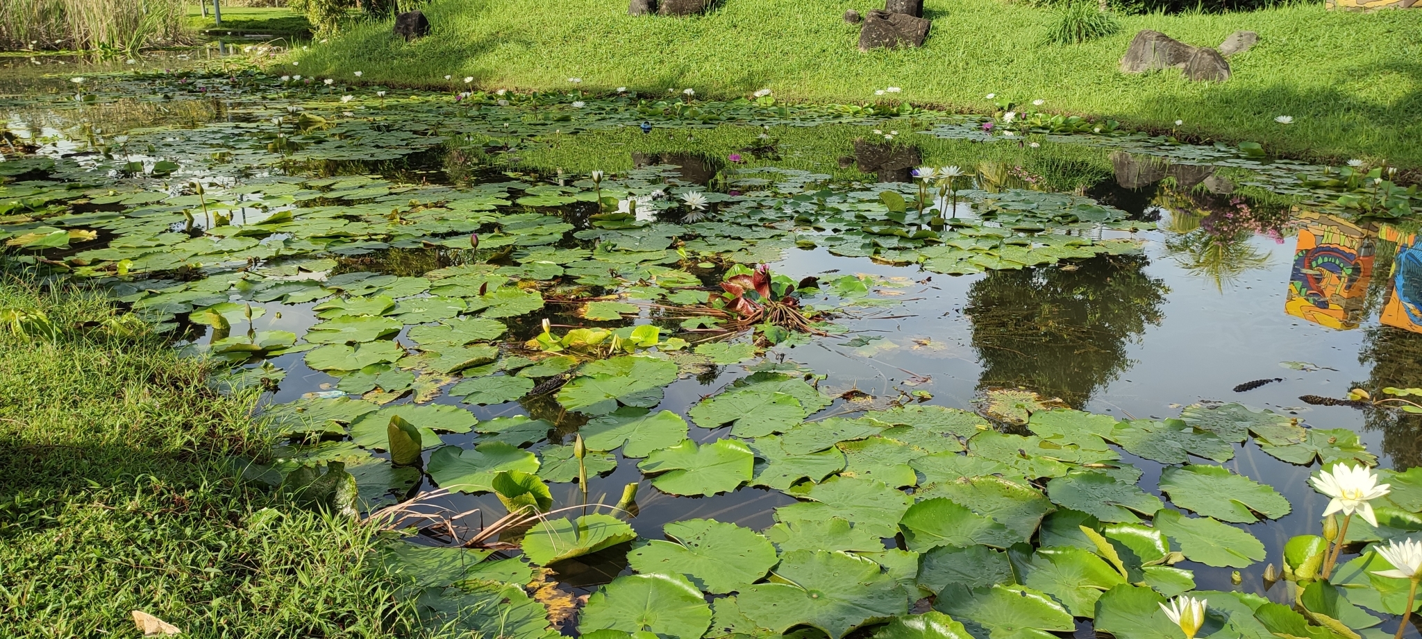 Imagem de Lótus-azul