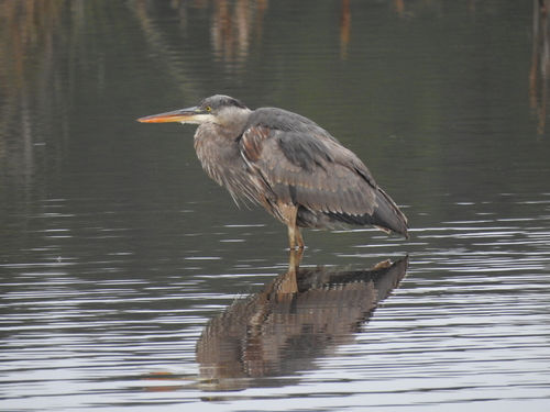 Great Blue Heron photographed in South Carolina