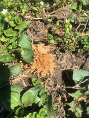 Platanaceae
