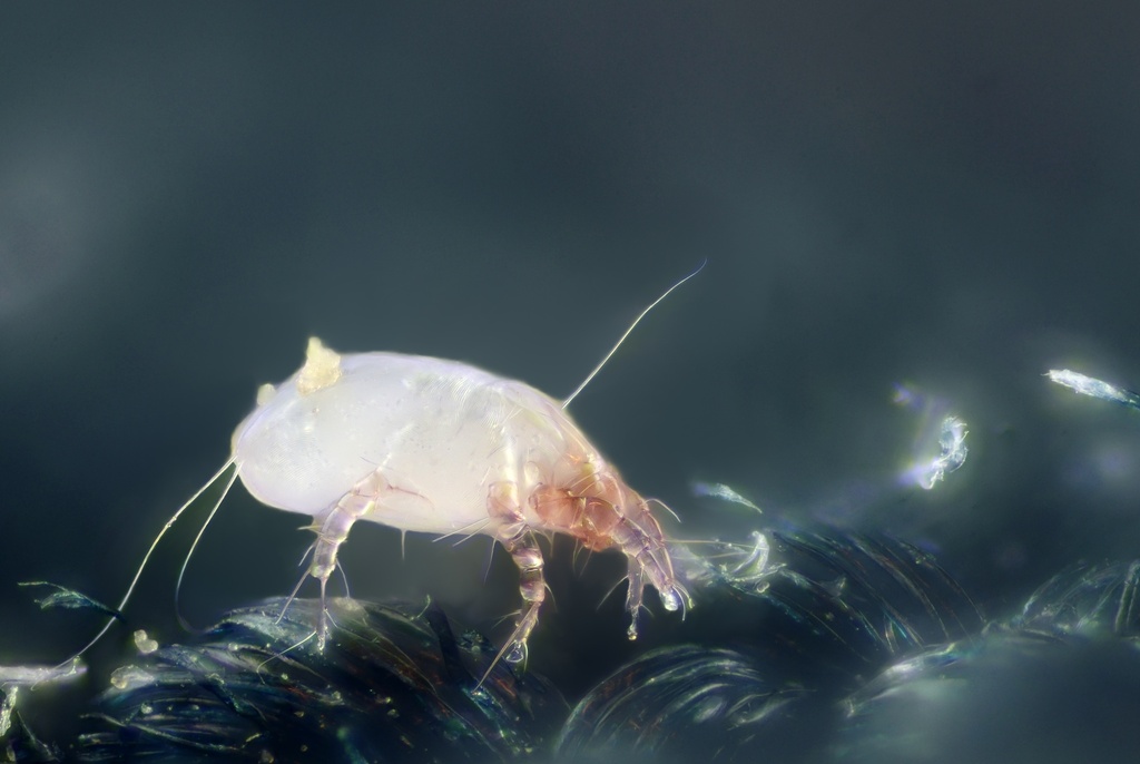 European House Dust Mite