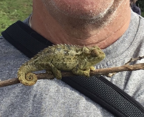 Coarse Chameleon, Trioceros rudis