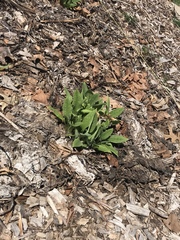 Parthenium integrifolium