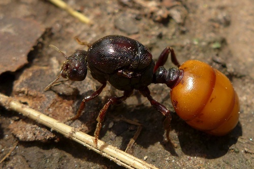 Carebara amplaCarebara ampla