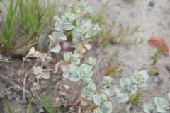 Atriplex leucophylla