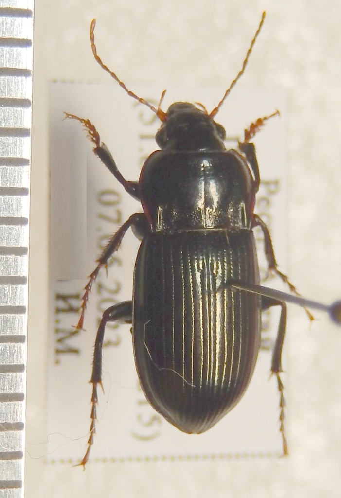 Amara harpaloides