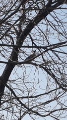 Garrulus glandarius atricapillus