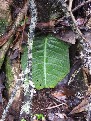 Streptocarpus confusus, photograph 5