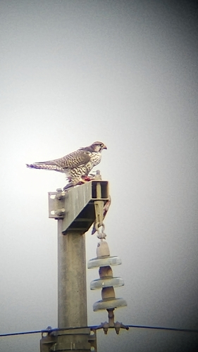 Lanner Falcon