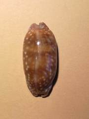Macrocypraea cervinetta