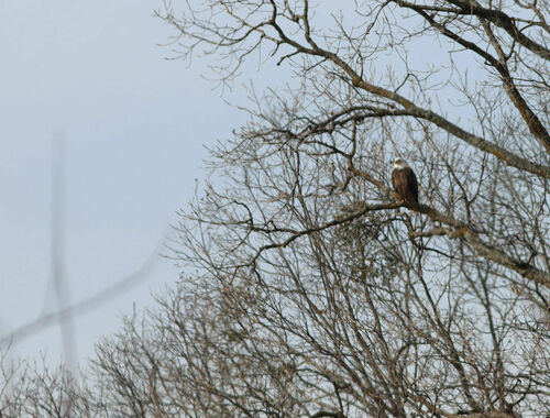 Bald Eagle photographed in Arkansas