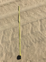 Dipodomys deserti