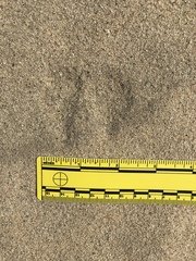 Dipodomys deserti