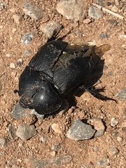 Geotrupes opacus
