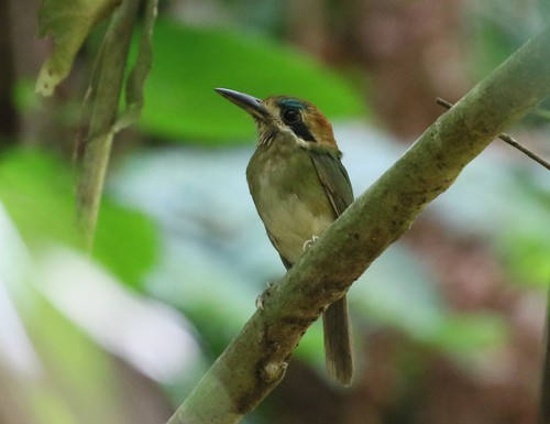 Hylomanes momotula