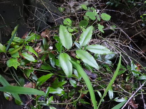 Image of Behnia reticulata by (c) katuchka, some rights reserved (CC BY)