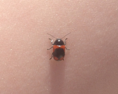 Cryptocephalus notatus