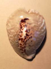 Muracypraea mus