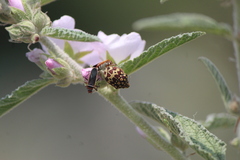 Orsilochides scurrilis