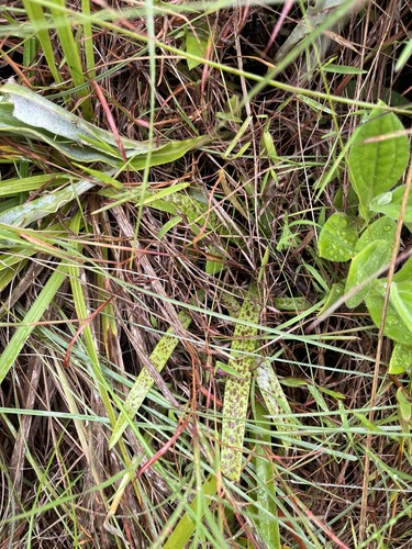 Ledebouria cooperi