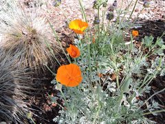 Eschscholzia californica