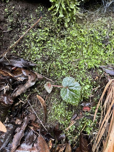 Begonia sonderiana, photograph 6