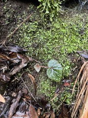 Begonia sonderiana, photograph (c) katuchka, some rights reserved (CC BY)