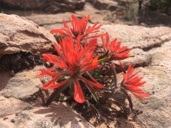 Castilleja scabrida scabrida