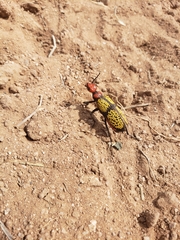 Tegrodera aloga