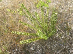 Catesbaea parviflora