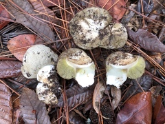 Gastroboletus