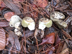 Gastroboletus