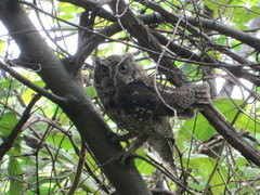 Megascops guatemalae